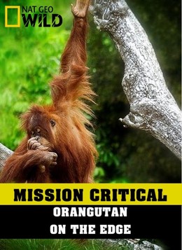 Mission Critical: Orangutan On The Edge 2016